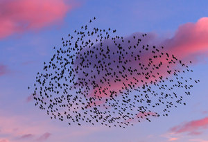 case flocks of sparrows 111937279749