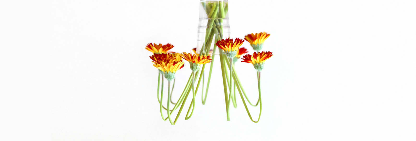 fotos profiel Hanneke Queens